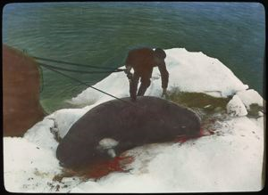 Image of Walrus Dead on Pan